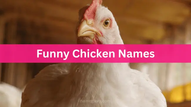 Funny Chicken Names