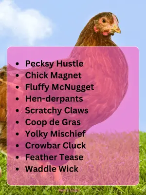 Funny Dirty Chicken Names