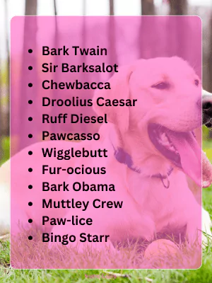 Best Funny Dog Names