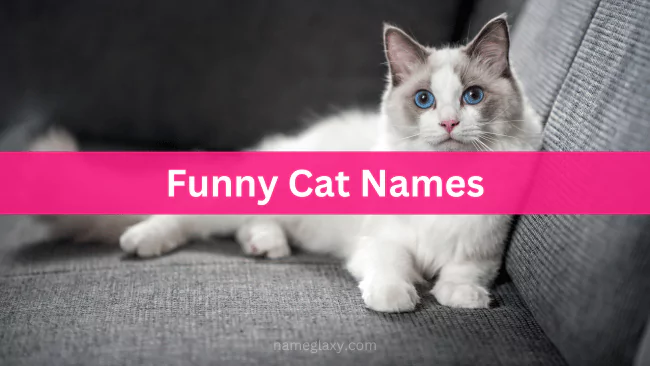 Funny Cat Names