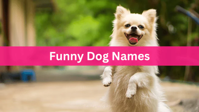 Funny Dog Names