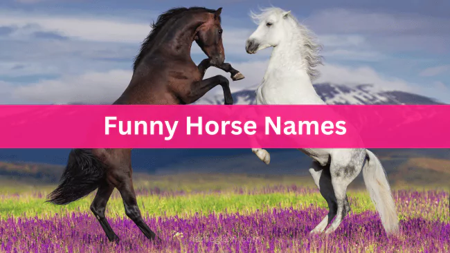 Funny Horse Names