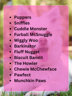 Unique Nicknames for Dogs