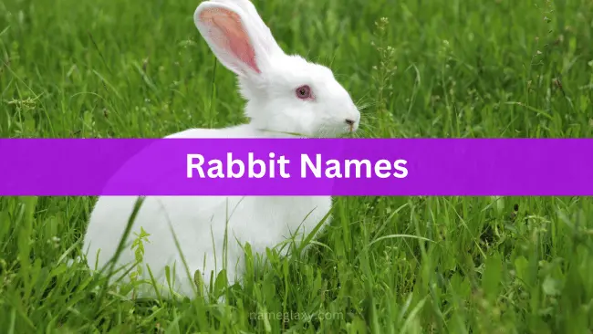 Rabbit Names