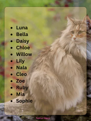 Trending Girl Cat Names